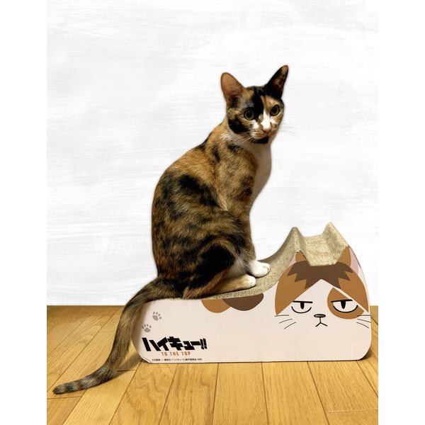 グッズ: 【キャラアニ限定】ハイキュー!! TO THE TOP 猫の爪とぎ