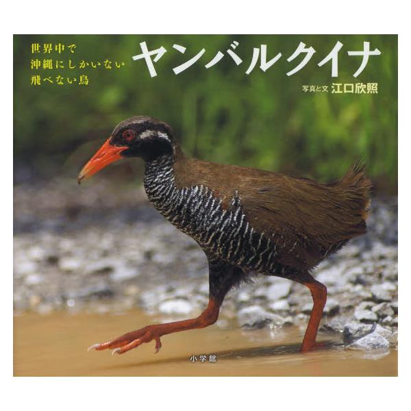 書籍 ヤンバルクイナ 世界中で沖縄にしかいない飛べない鳥 小学館の図鑑neoの科学絵本 小学館 キャラアニ Com